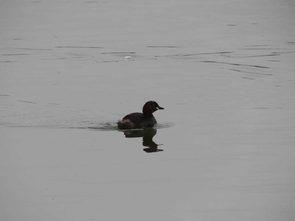 Little Grebe - ML319741401