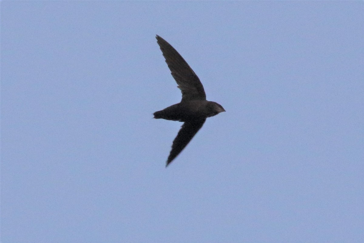 Chimney Swift - ML319743571