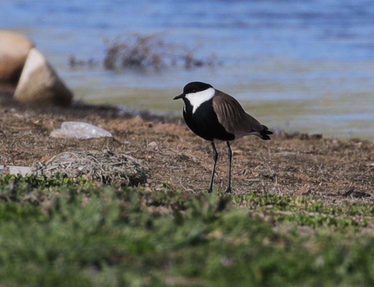 Spur-winged Lapwing - ML319745031