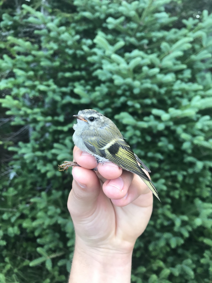 Golden-crowned Kinglet - ML319747721