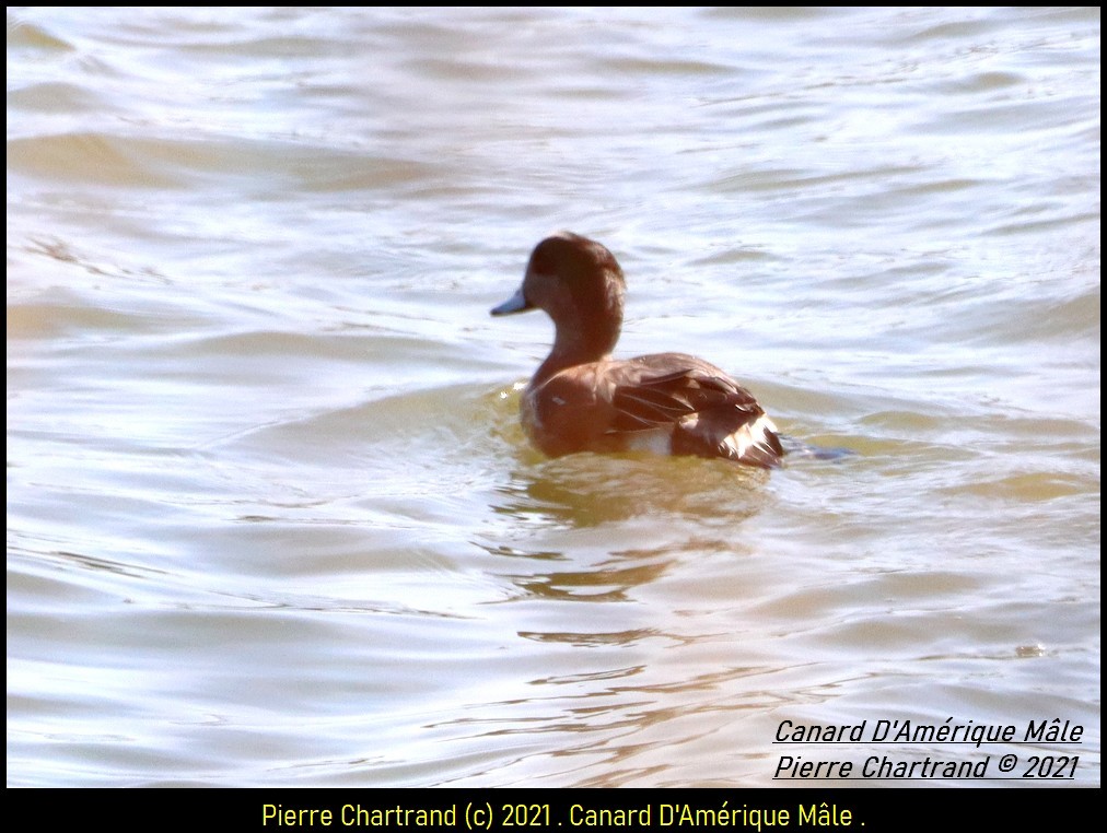 Canard d'Amérique - ML319747781