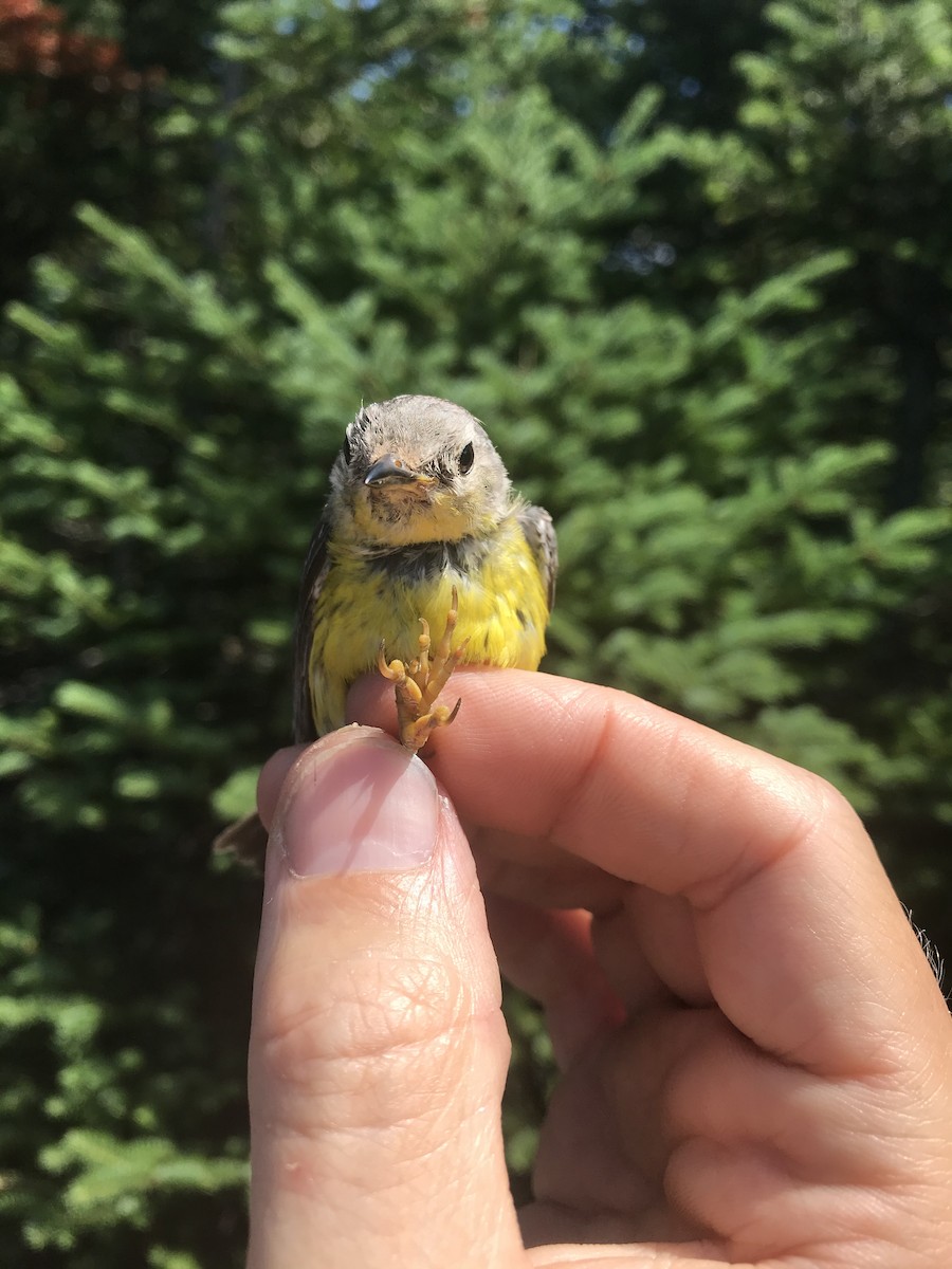 Magnolia Warbler - ML319747891