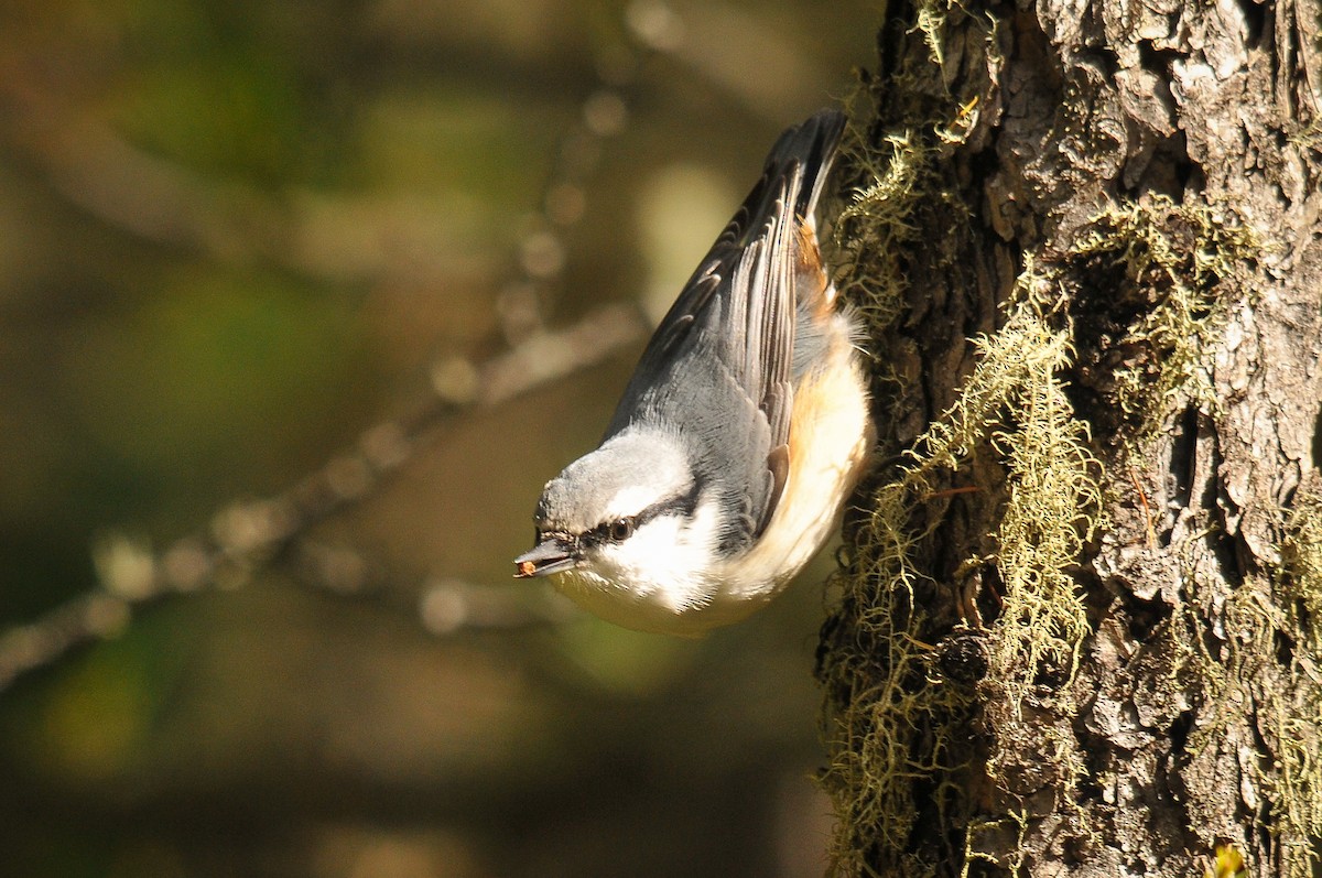 Eurasian Nuthatch - ML319748921