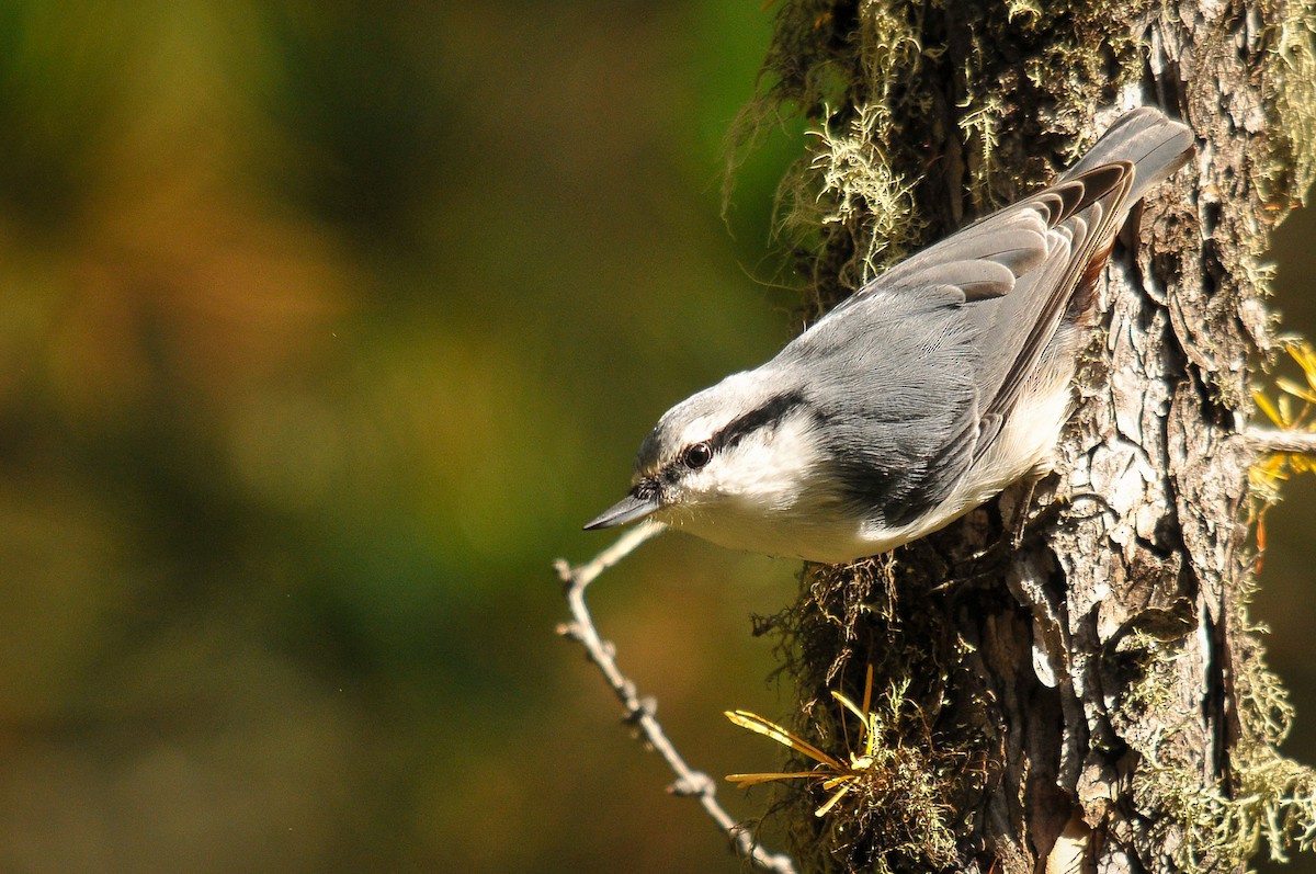 Eurasian Nuthatch - ML319748931