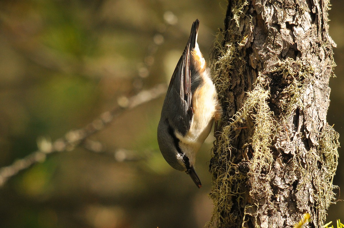 Eurasian Nuthatch - ML319748951