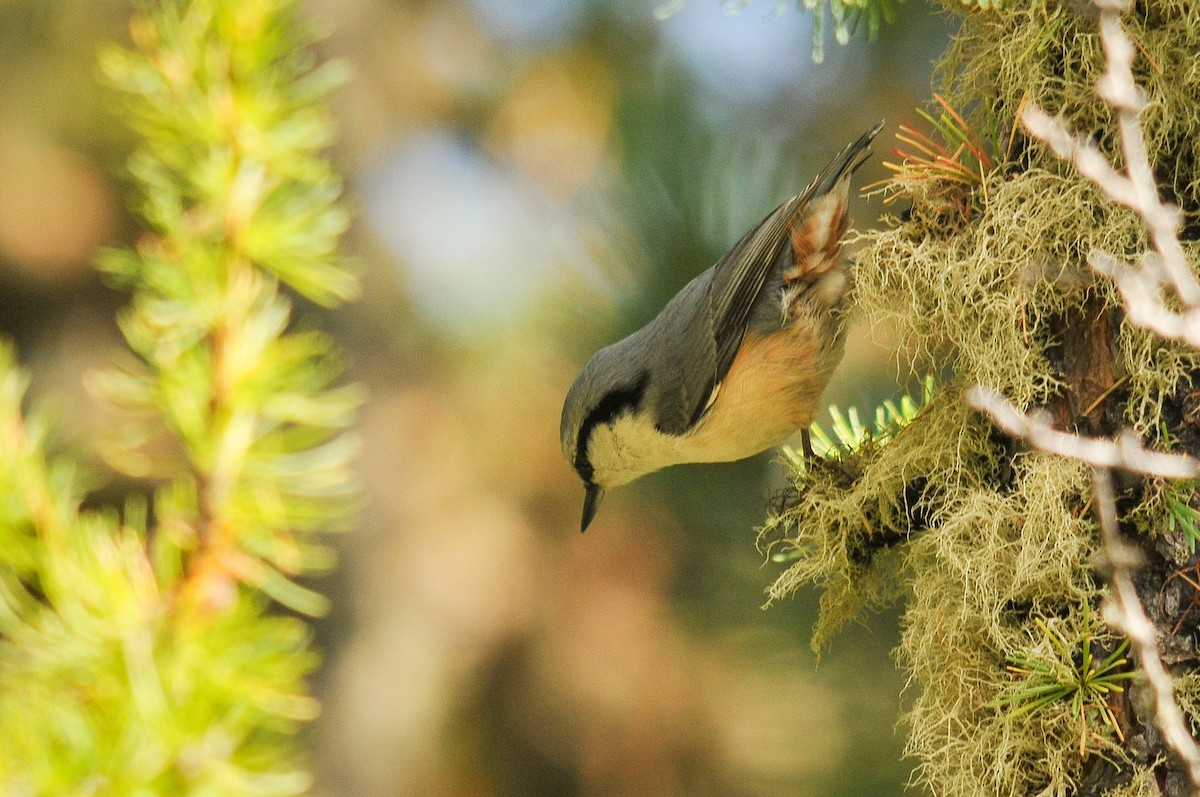 Eurasian Nuthatch - ML319748961