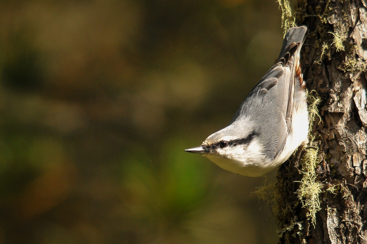 Eurasian Nuthatch - ML319749001