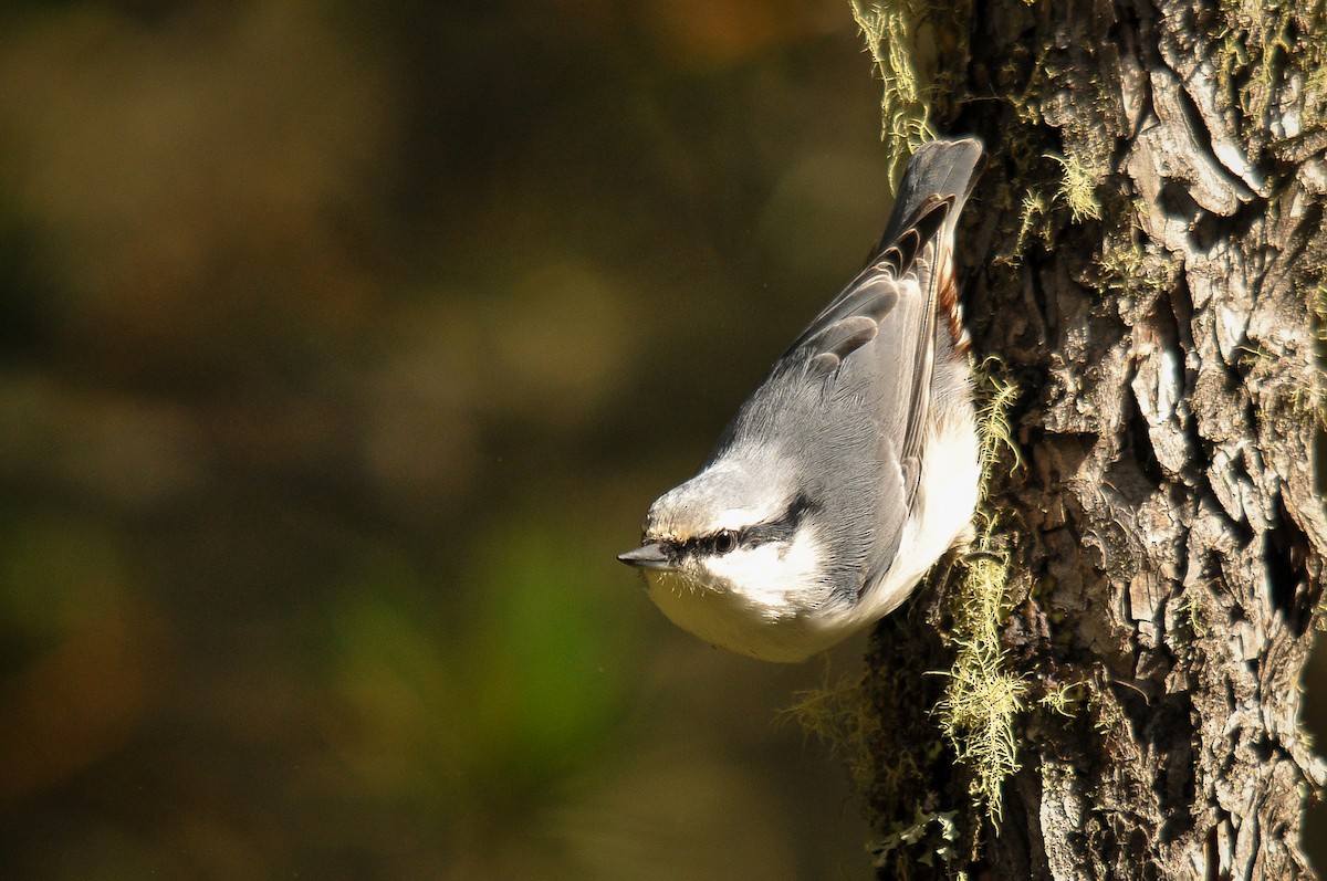 Eurasian Nuthatch - ML319749021