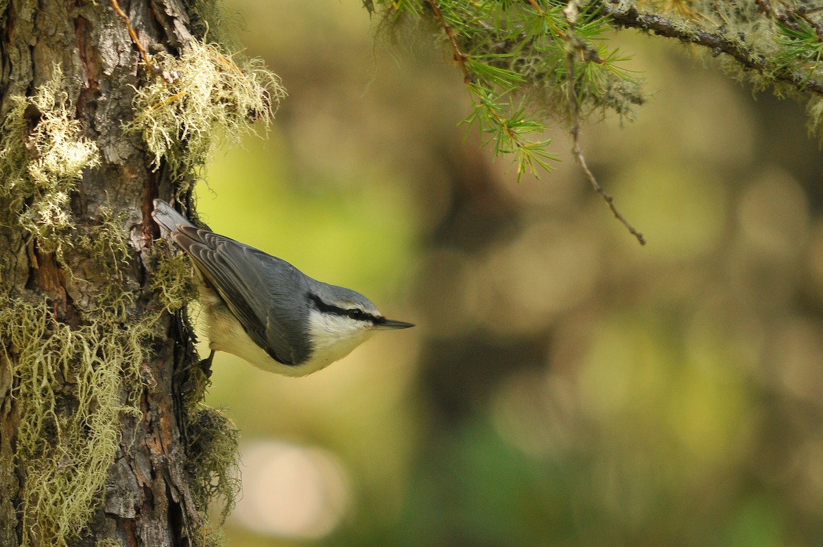 Eurasian Nuthatch - ML319749031