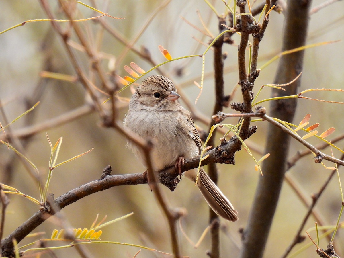 Brewer's Sparrow - Duane Morse