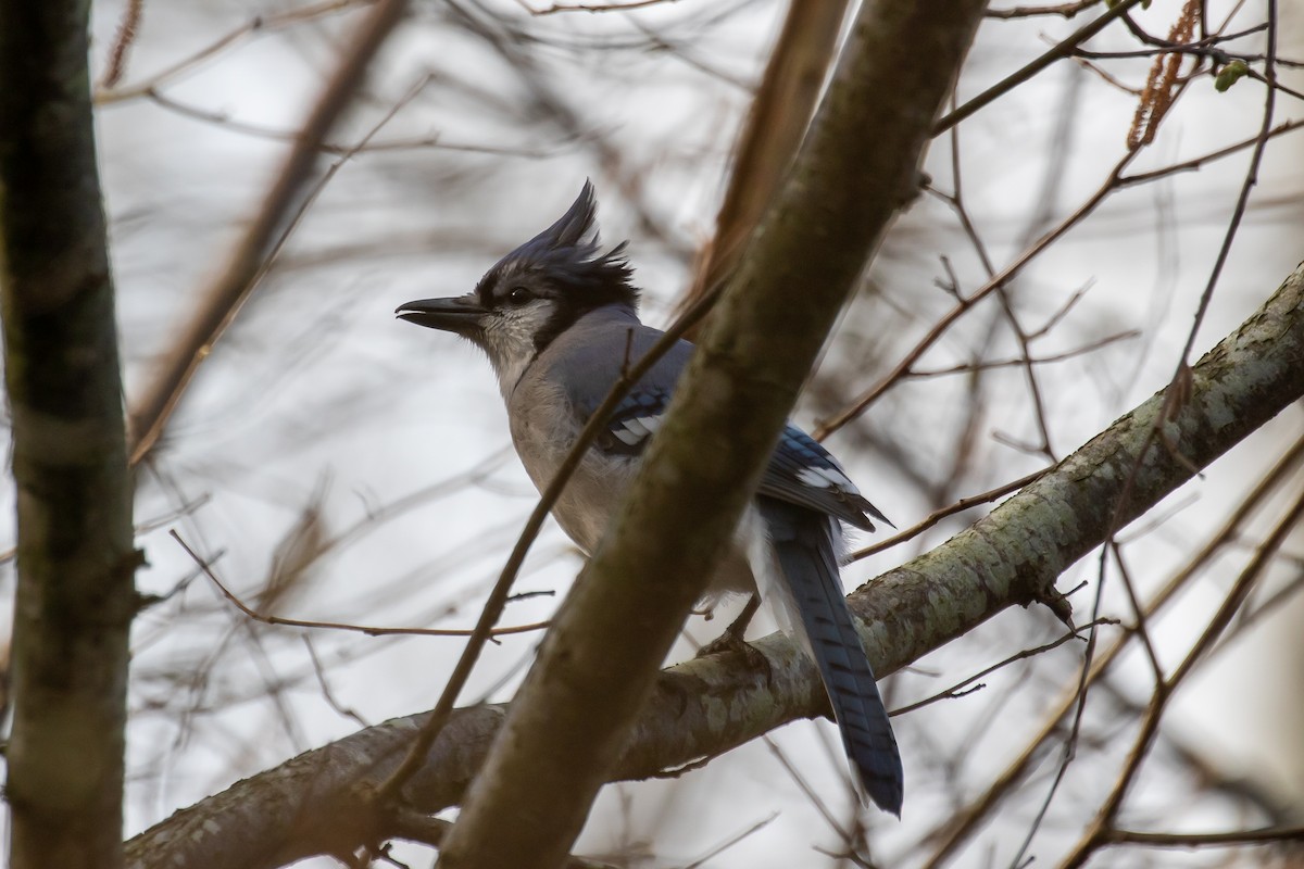 Blue Jay - ML319752961