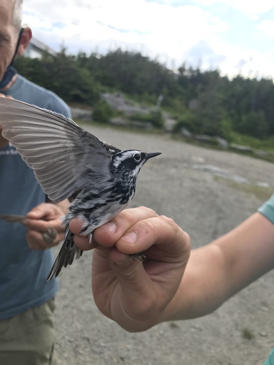 Black-and-white Warbler - Avery Fish