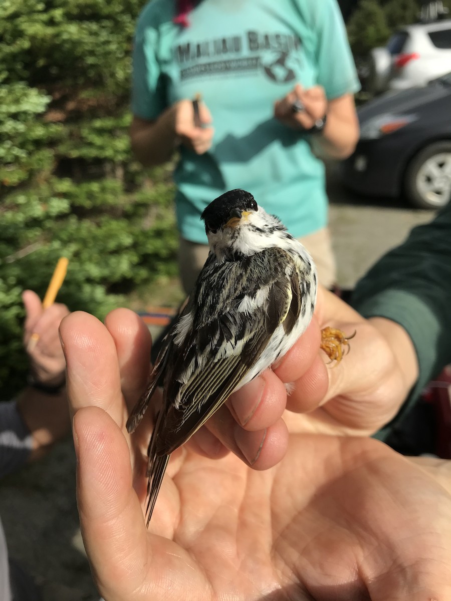 Blackpoll Warbler - ML319753571