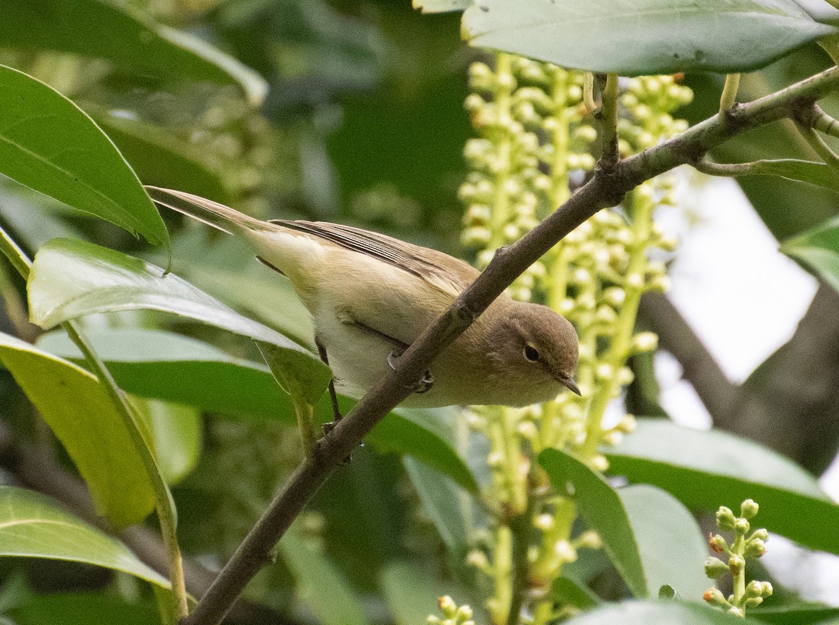 Common Chiffchaff (Common) - ML319754521