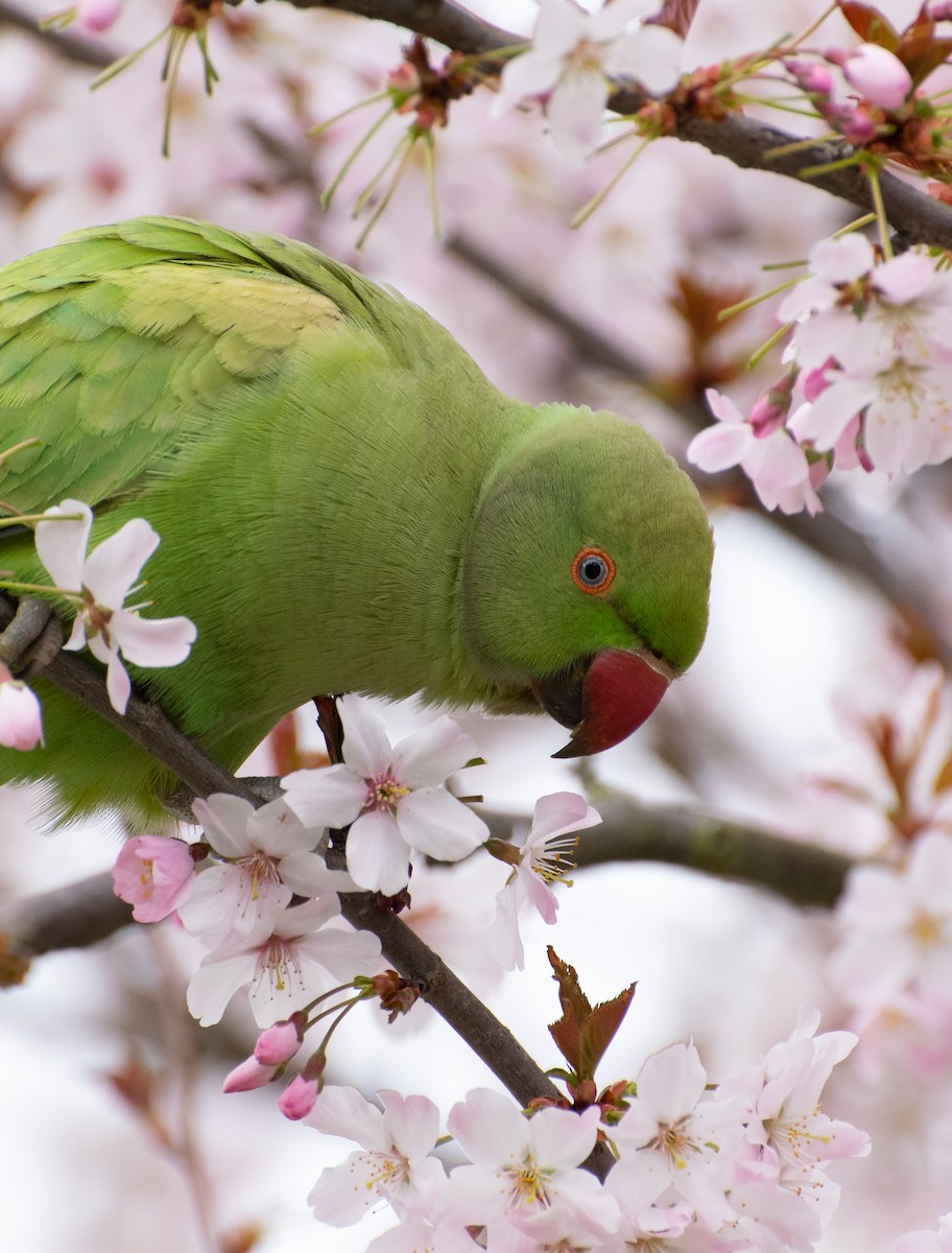 Rose-ringed Parakeet - ML319754681
