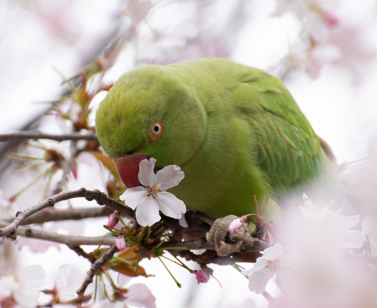 Rose-ringed Parakeet - ML319754771