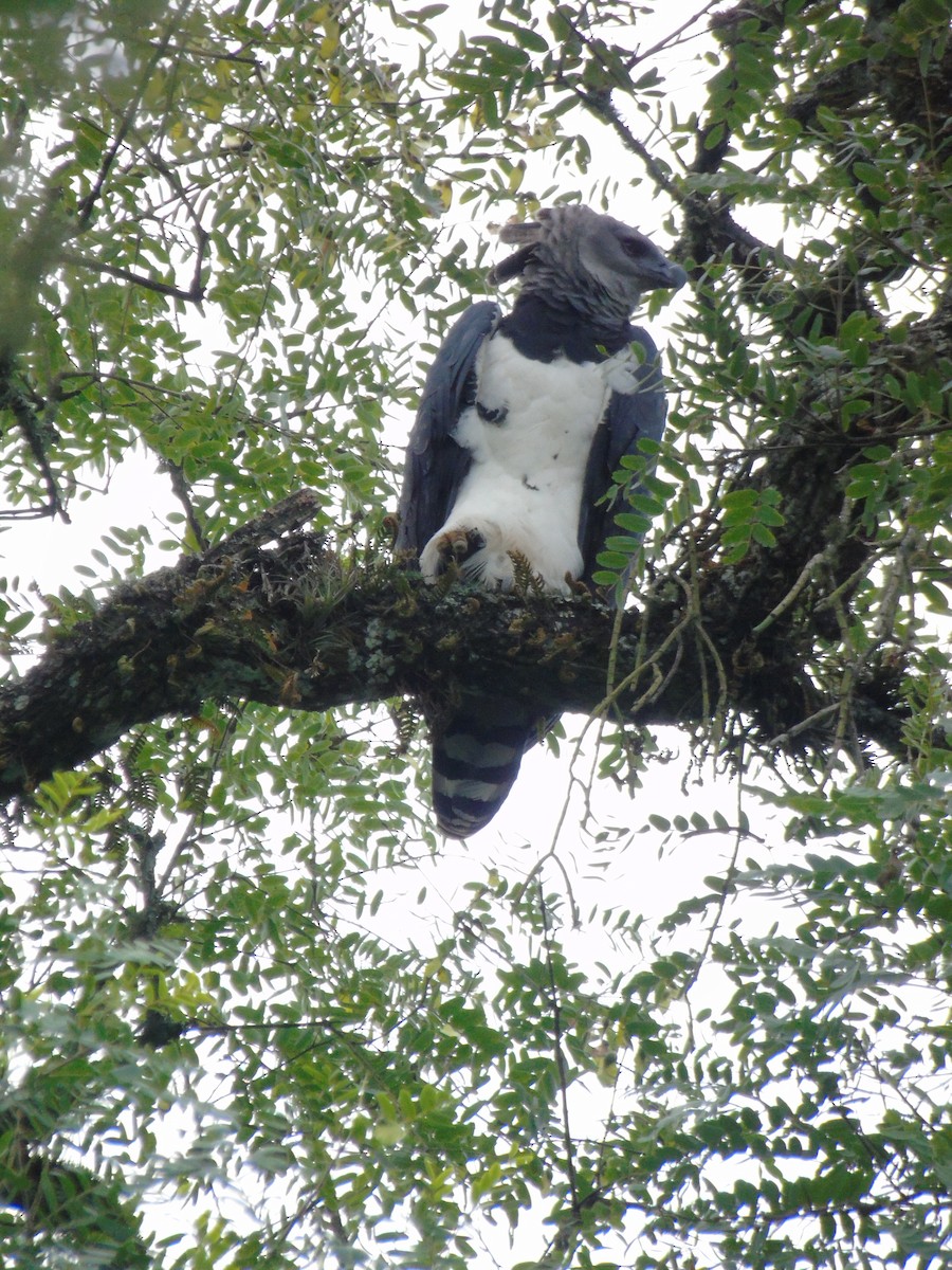 Harpy Eagle - ML319756371