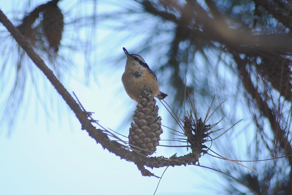 Red-breasted Nuthatch - ML319756791