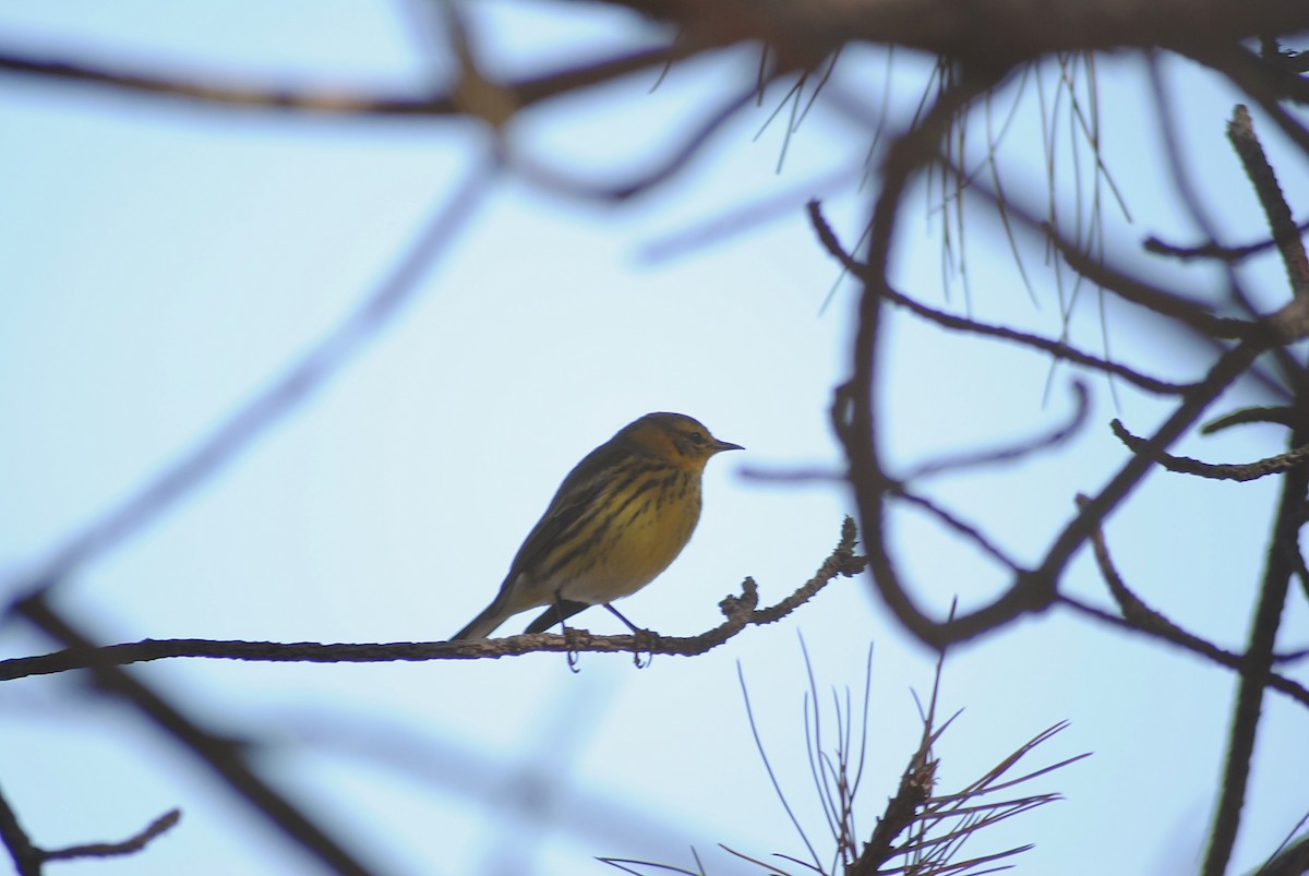 Cape May Warbler - ML319756871