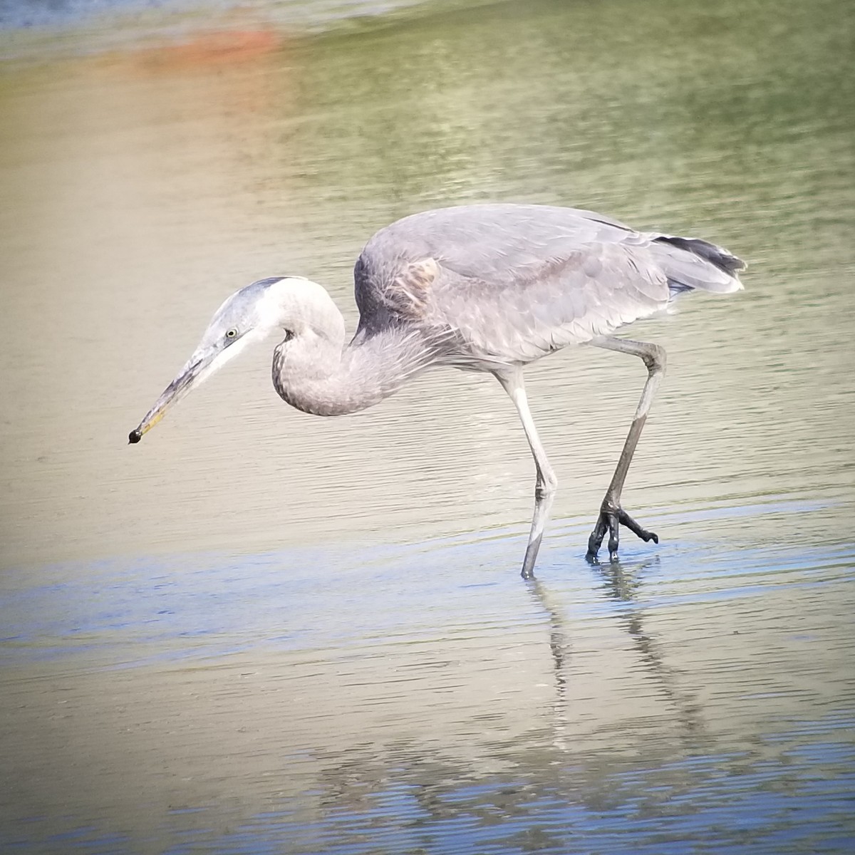 Great Blue Heron (Great Blue) - ML319757391