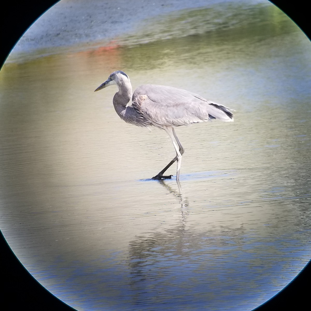 Great Blue Heron (Great Blue) - ML319757421