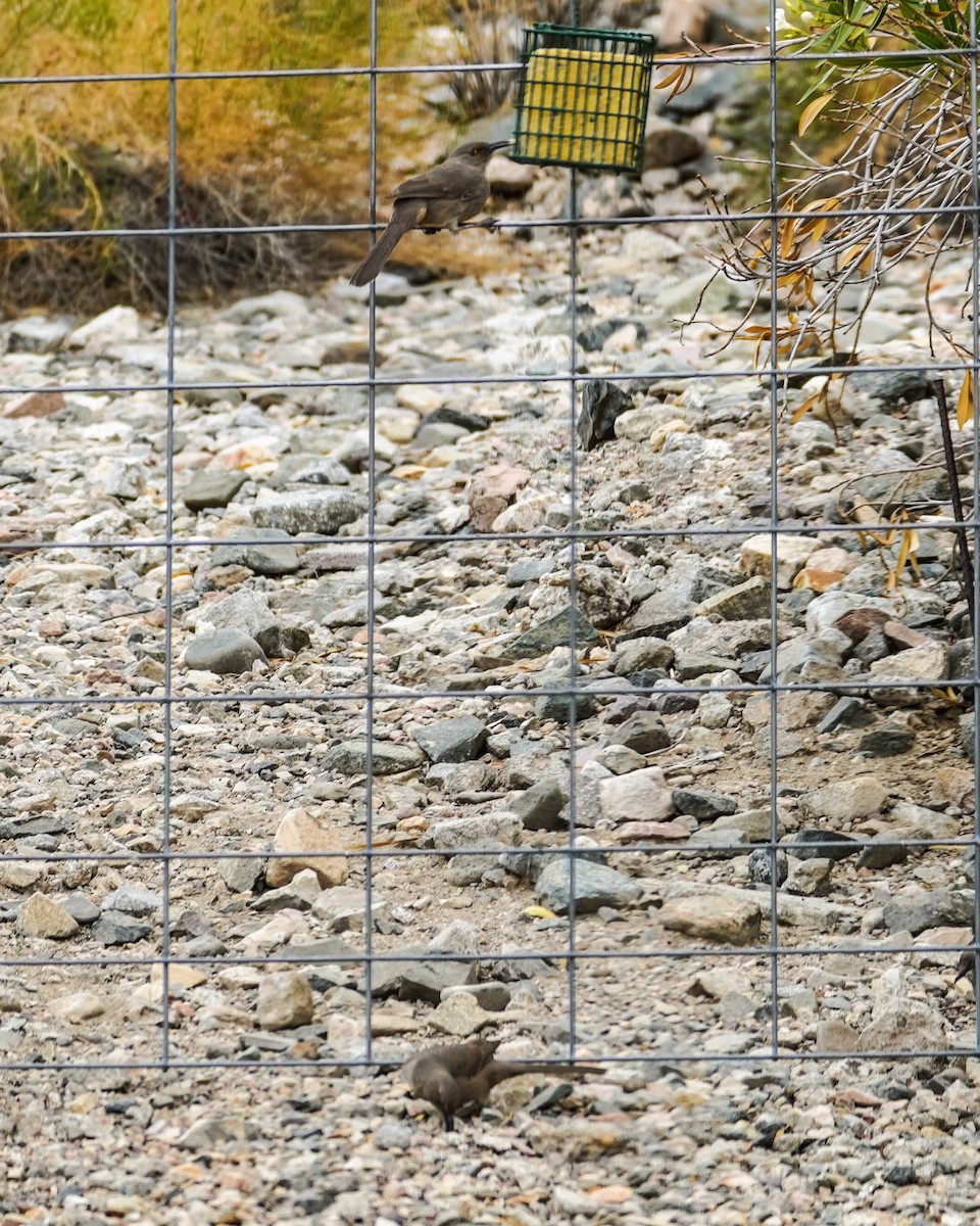 Curve-billed Thrasher - ML319758481