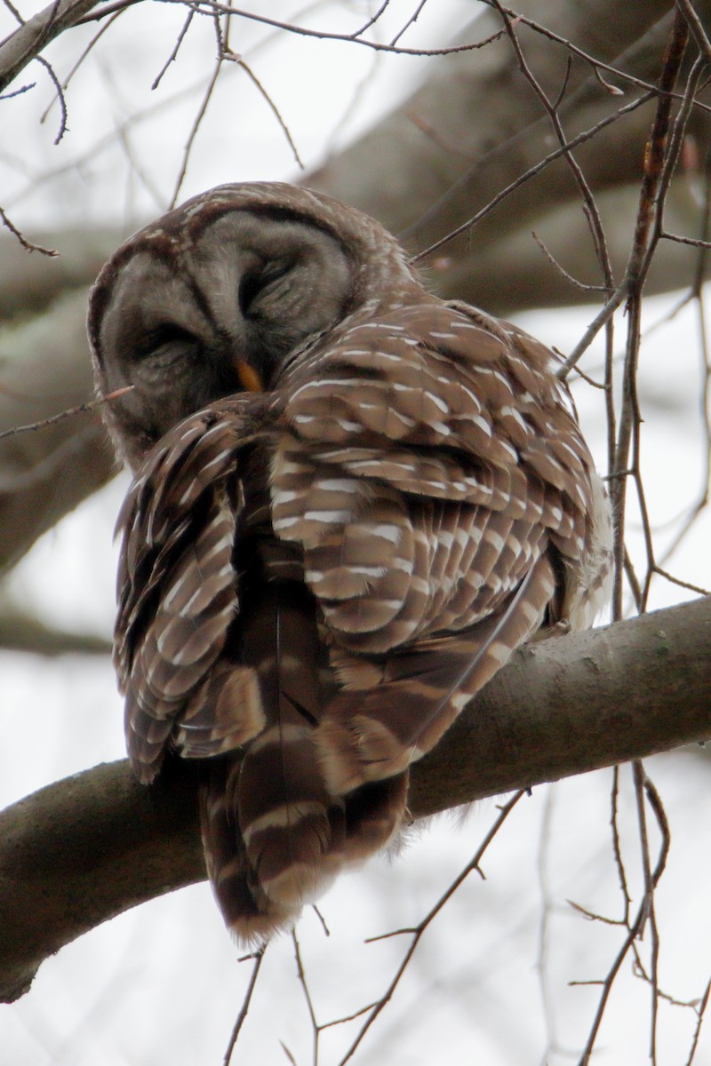 Barred Owl - ML319758561