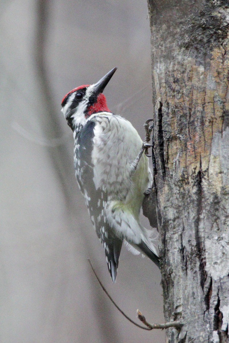 Yellow-bellied Sapsucker - ML319758651