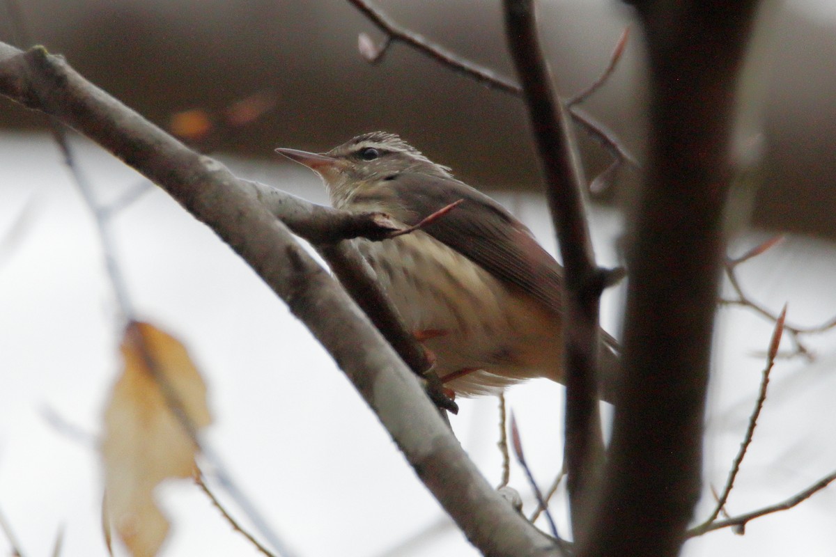 Louisiana Waterthrush - ML319758681