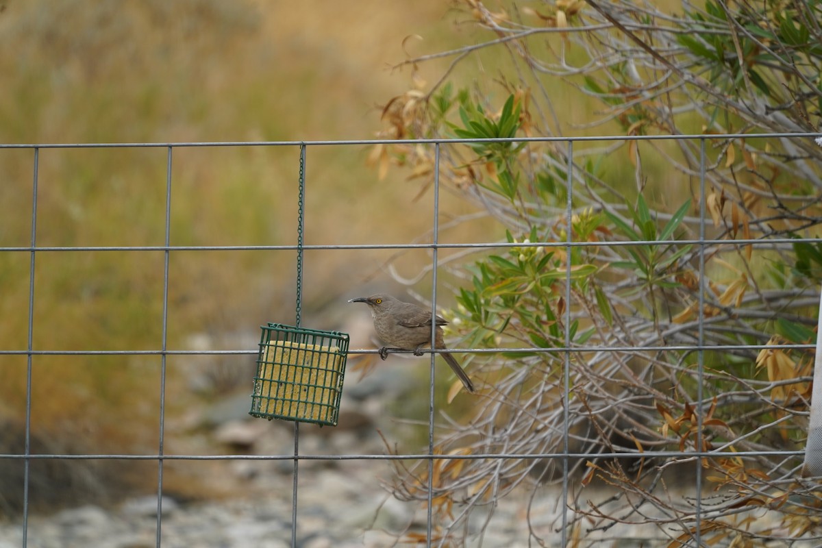 Curve-billed Thrasher - ML319758981