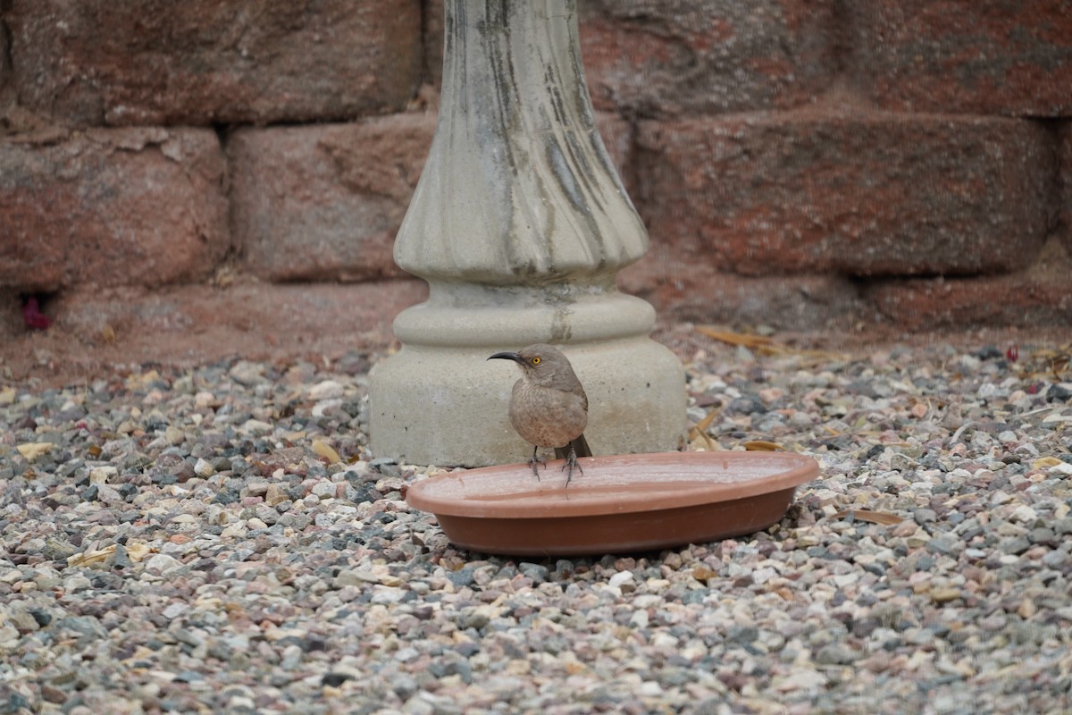 Curve-billed Thrasher - ML319758991