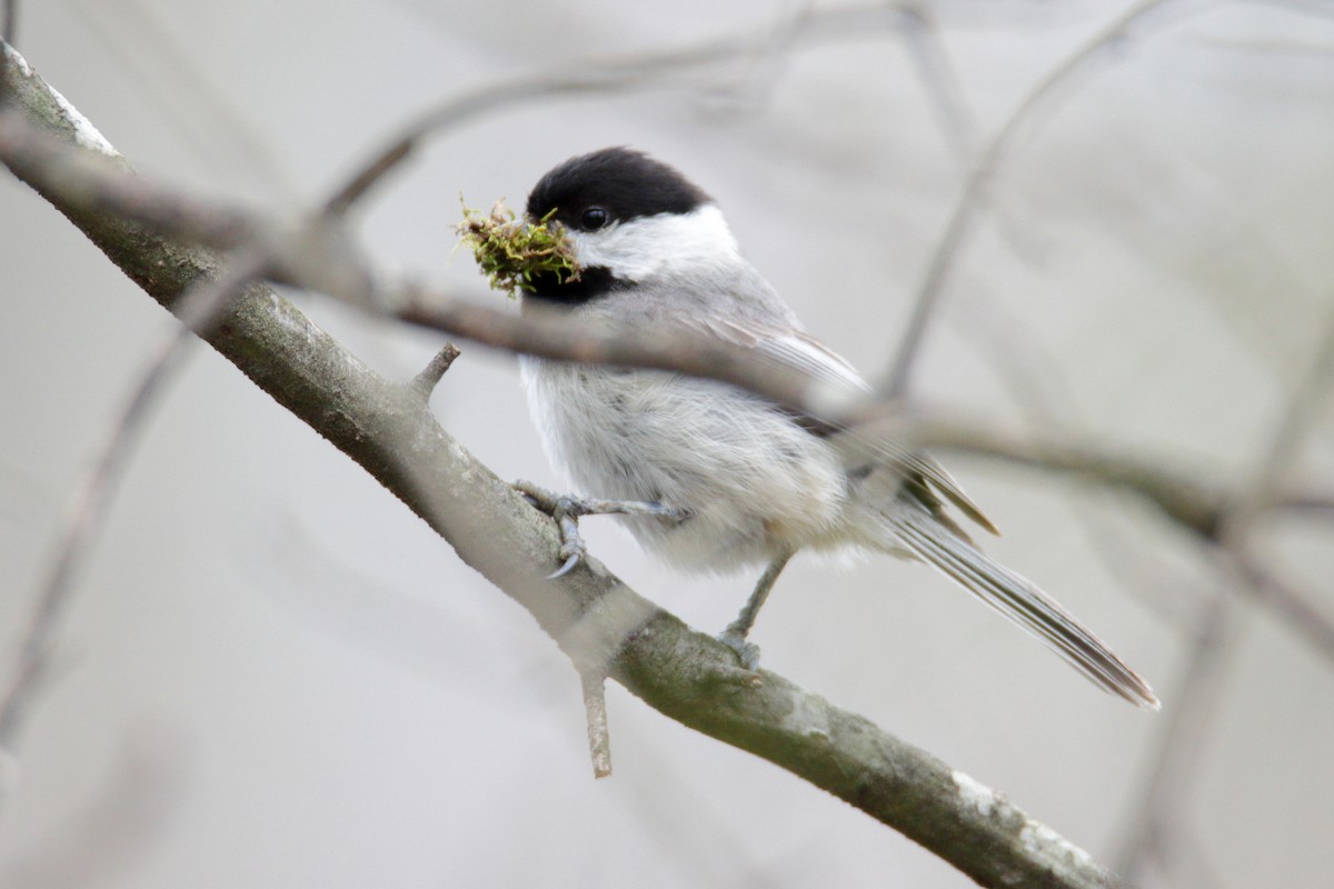 Carolina Chickadee - ML319759031