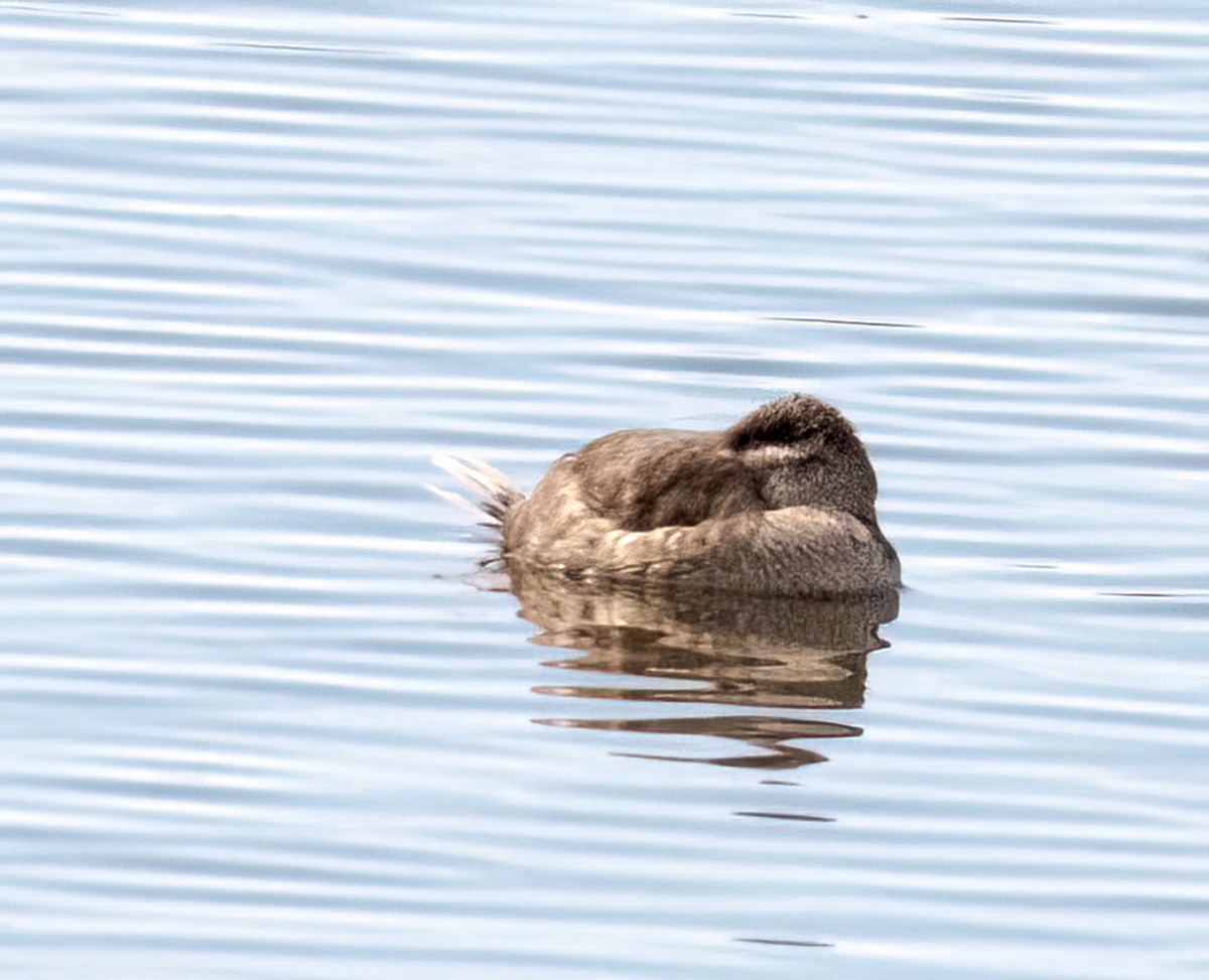 Ruddy Duck - Jennifer Berger