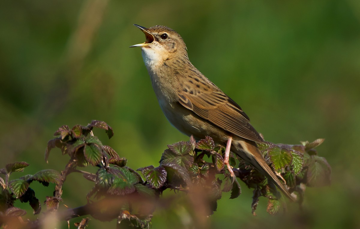 Common Grasshopper Warbler - ML319761531