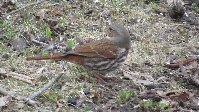 Fox Sparrow - ML319765411