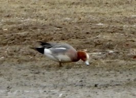 Eurasian Wigeon - Kyle Strode