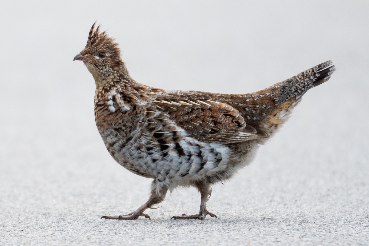 Ruffed Grouse - David Turgeon