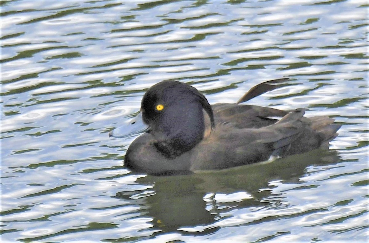 Tufted Duck - ML319768401
