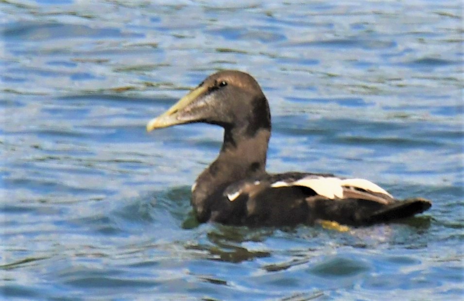 Common Eider - ML319768411