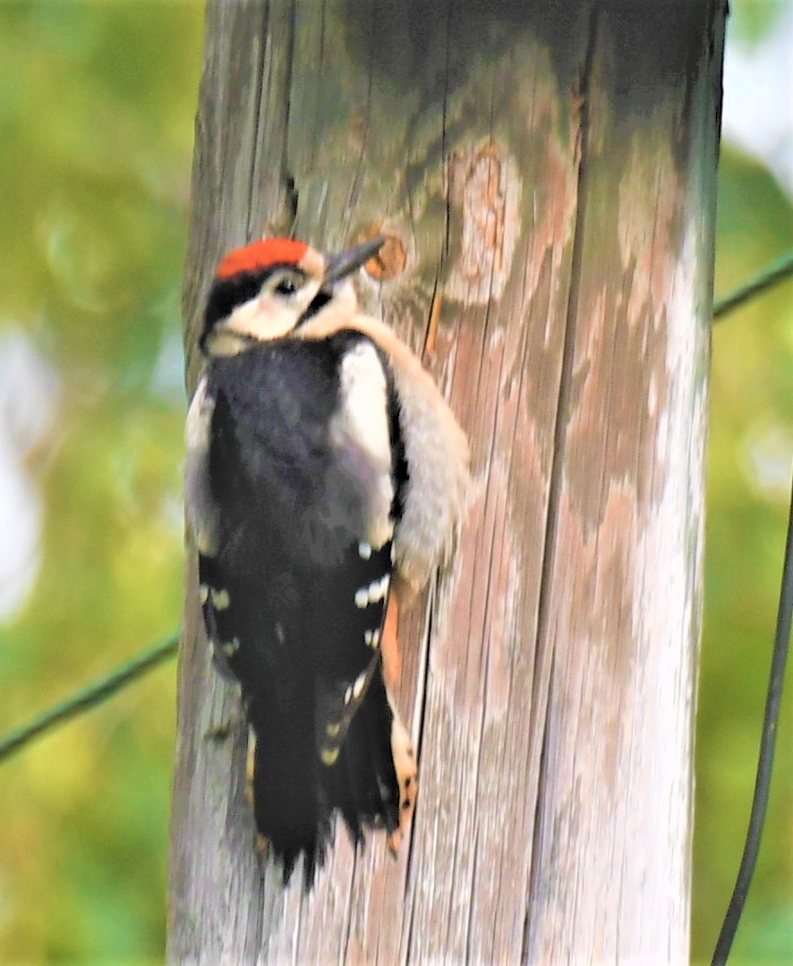 Great Spotted Woodpecker - ML319768461