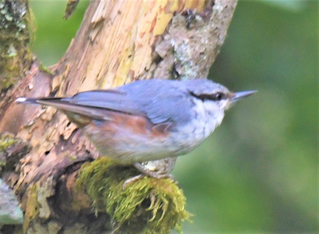 Eurasian Nuthatch - ML319768641