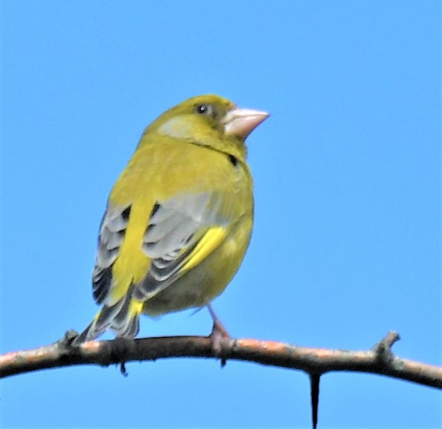 European Greenfinch - ML319768691