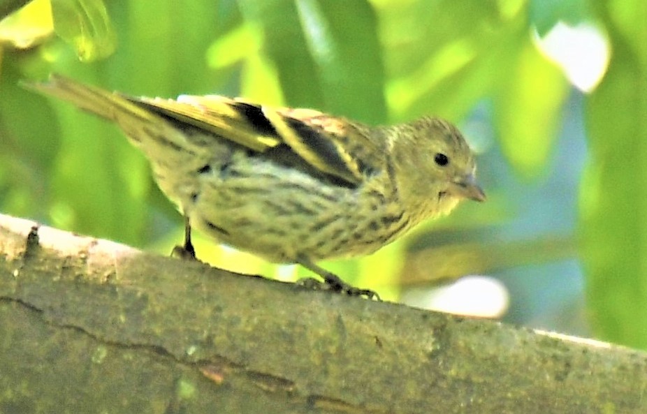 Eurasian Siskin - John Gapski