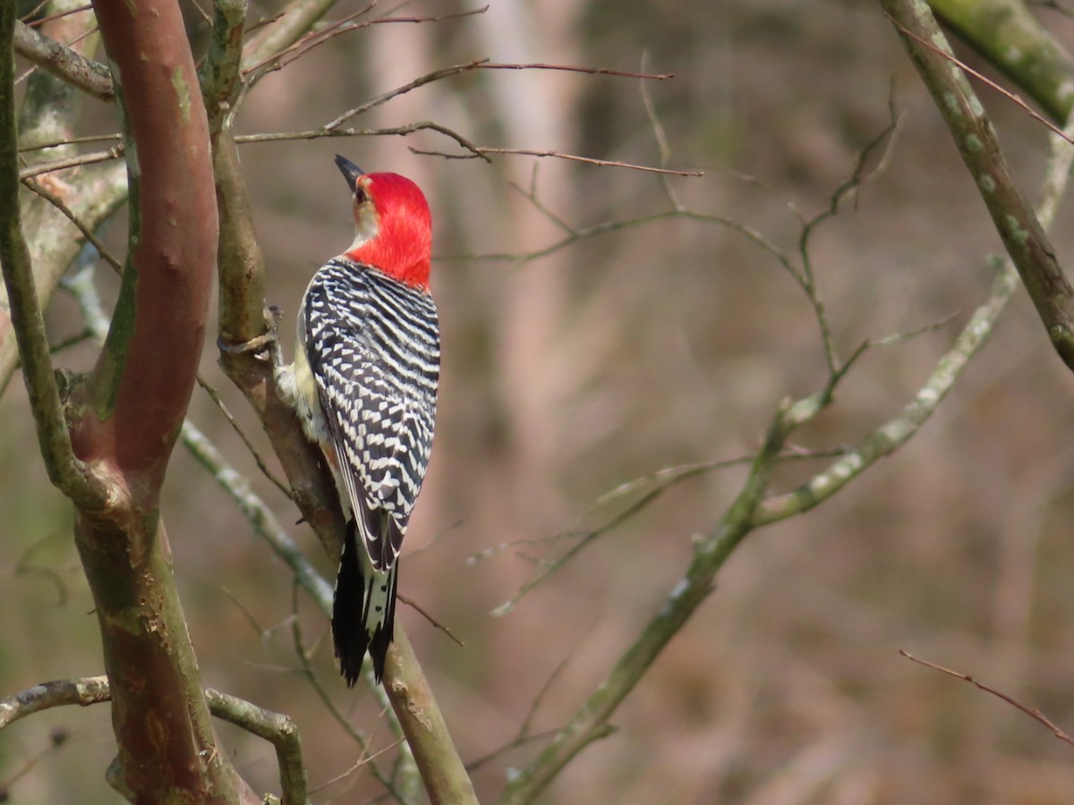 Red-bellied Woodpecker - Fran Loyd