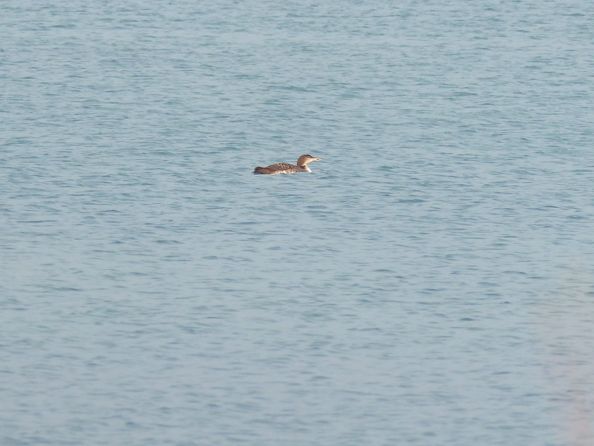Common Loon - ML319769211