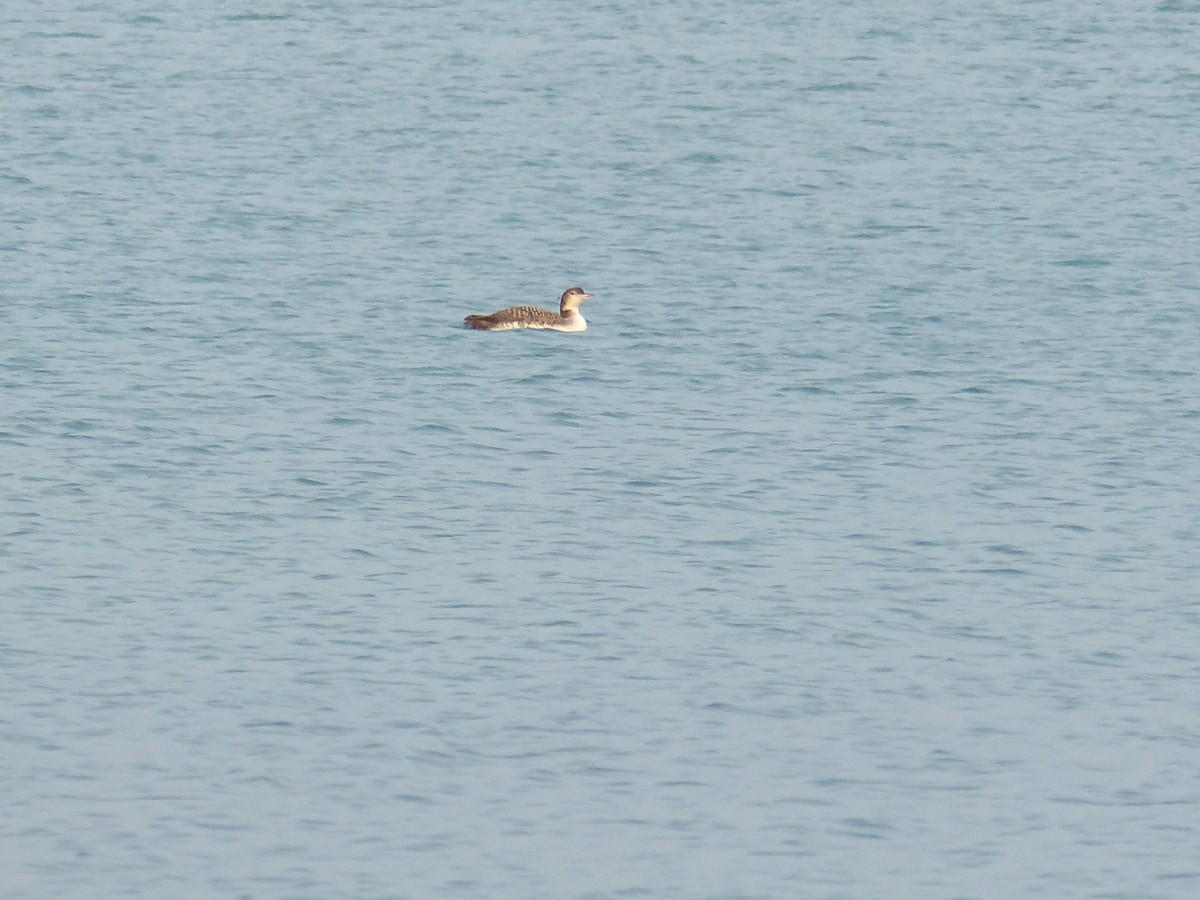 Common Loon - ML319769231