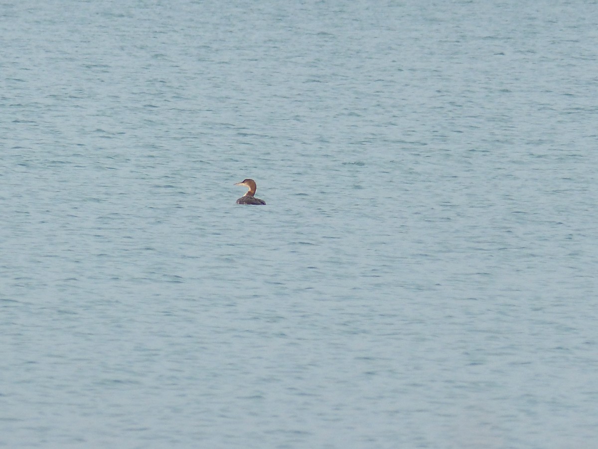 Common Loon - ML319769241