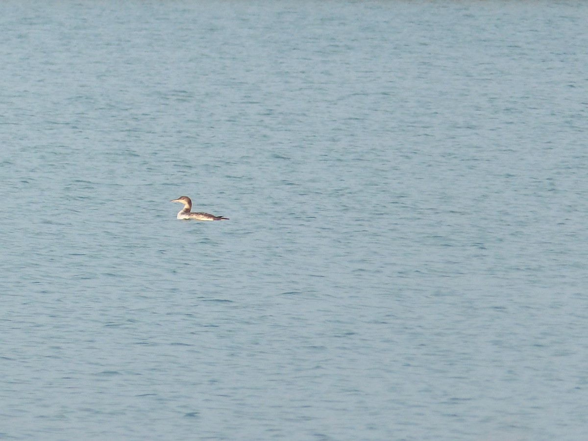 Common Loon - ML319769261