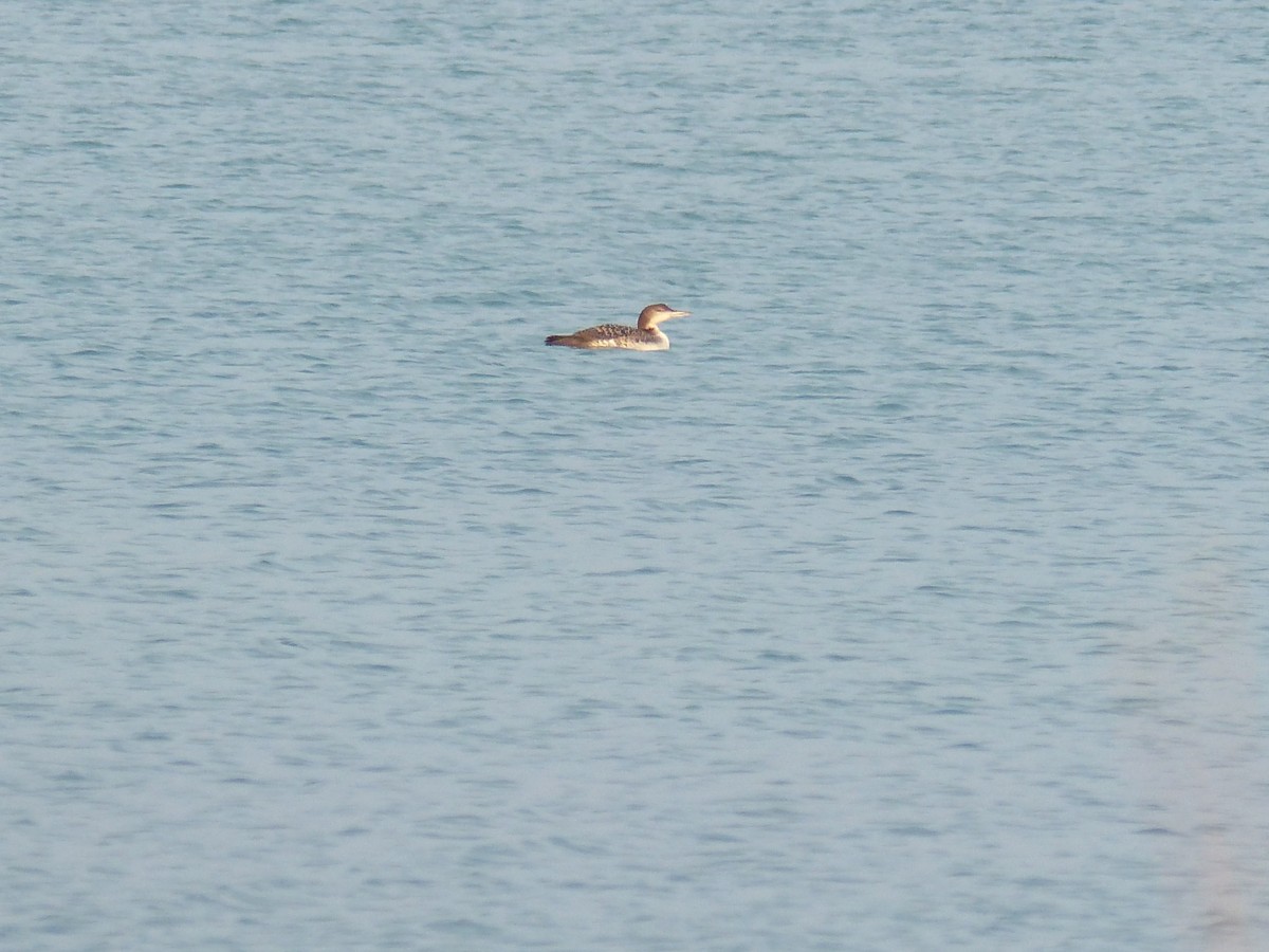 Common Loon - ML319769271