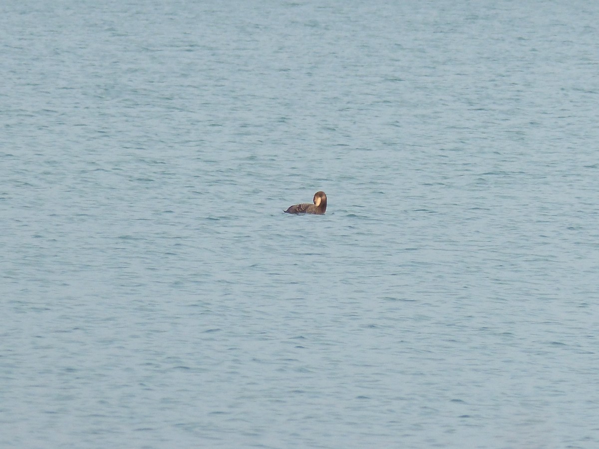 Common Loon - ML319769311